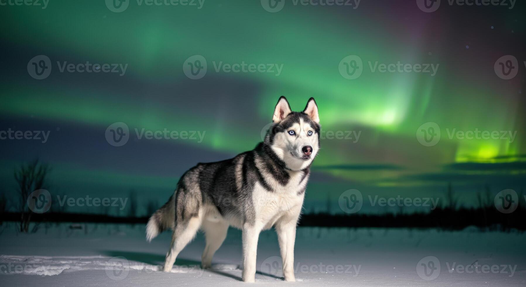 Majestic husky under northern lights in winter wonderland photo
