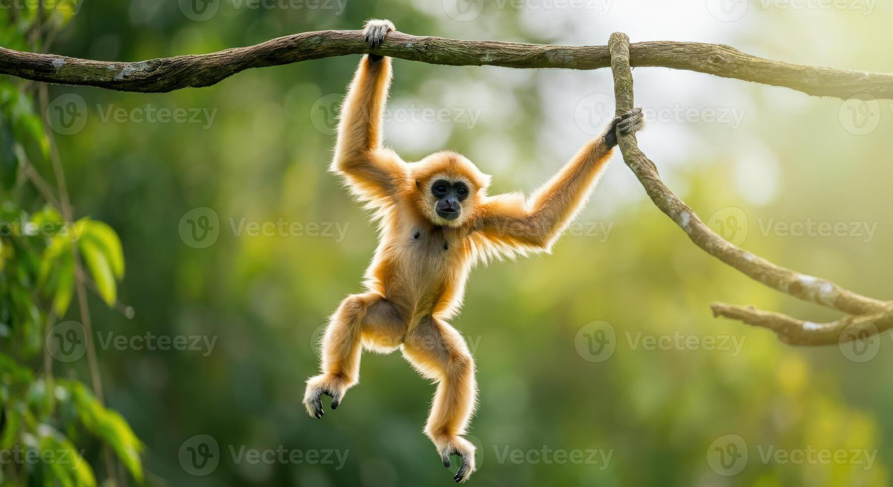 Golden gibbon hanging on tree branch in lush jungle setting photo