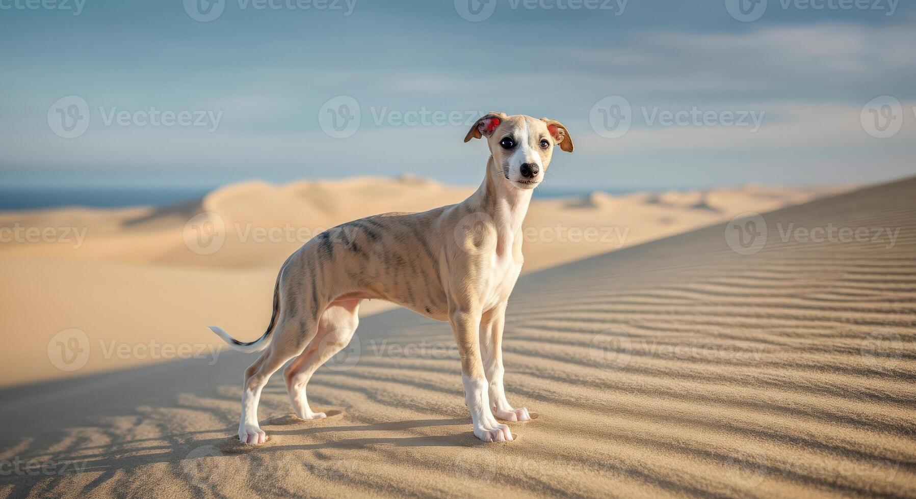 Graceful whippet solo in serene desert dunes under clear sky photo