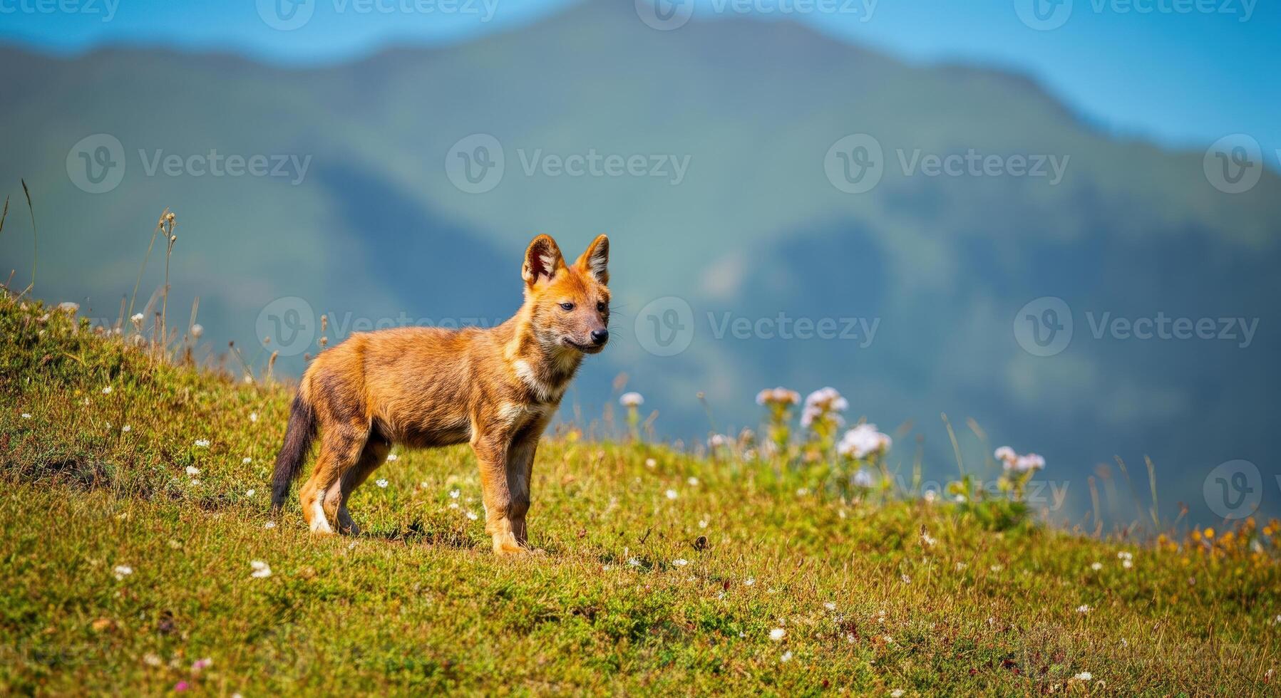 Wild dhole in lush mountain landscape surrounded by blooms photo