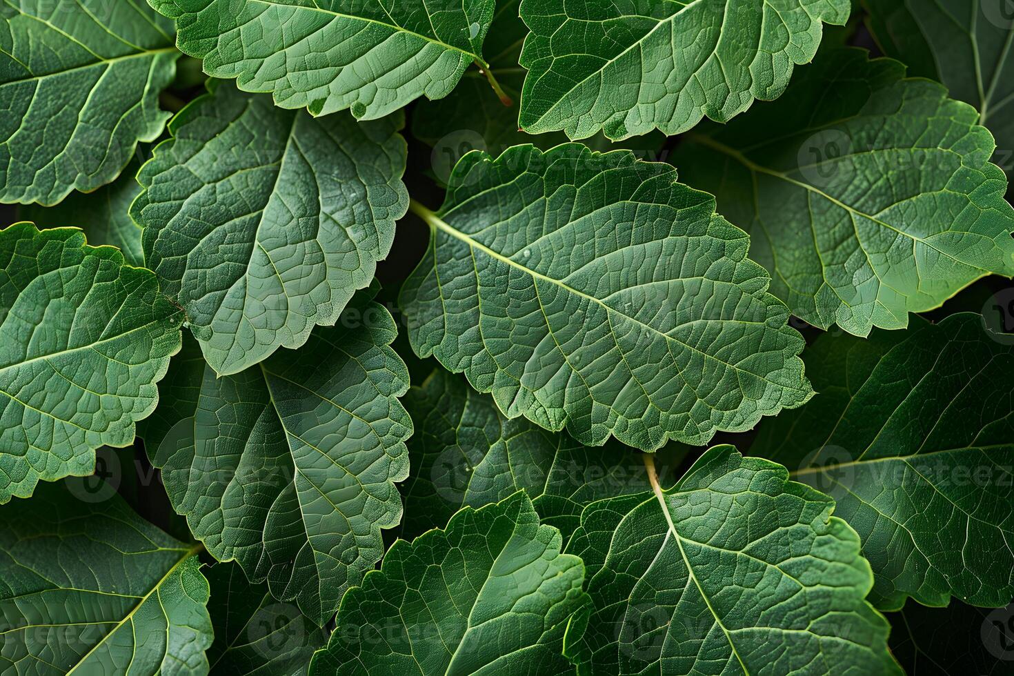 Lush Green Leaves Background for Nature-Themed Designs photo