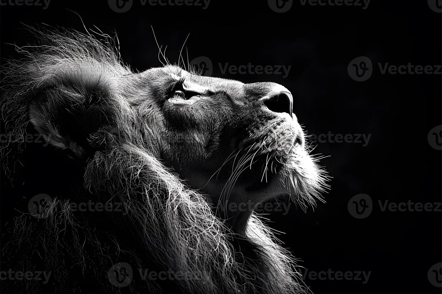 Majestic Lion in Dramatic Lighting - Strength and Grace in Wildlife Photography photo