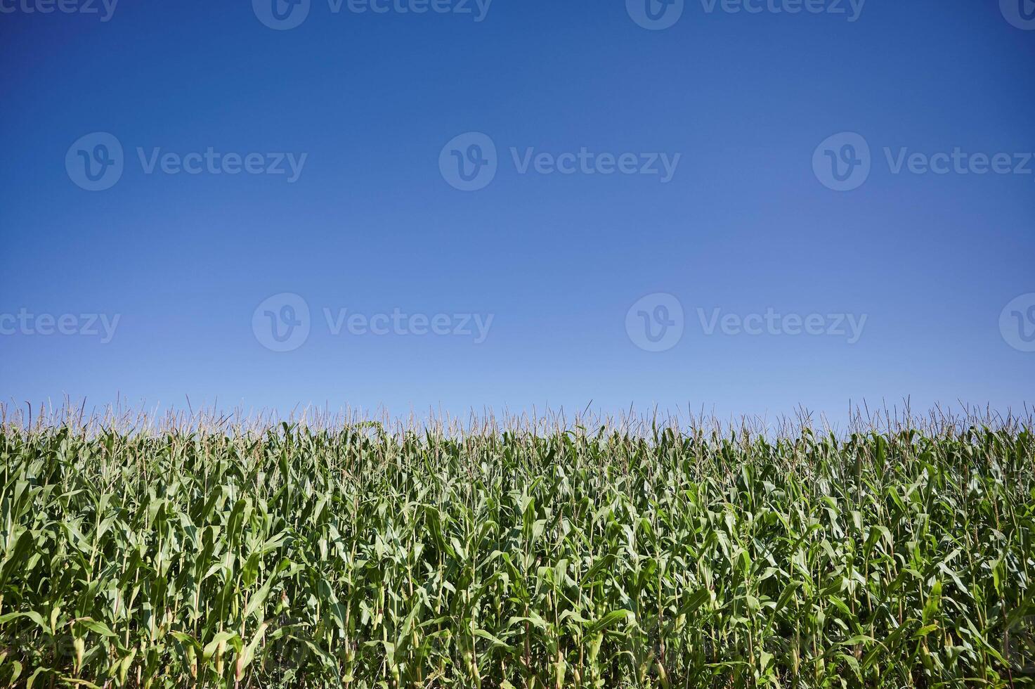 close view of a corn field in Cantabria photo