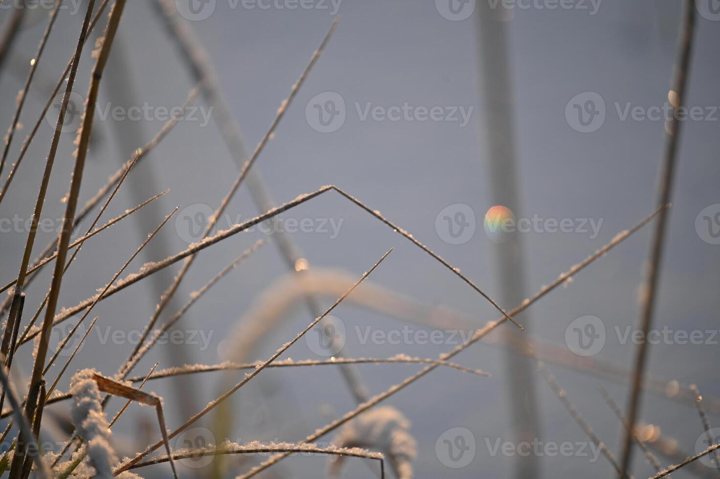 frosty grass and a rainbow in the morning photo