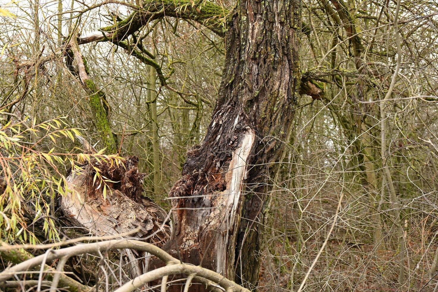 a fallen tree in the woods photo