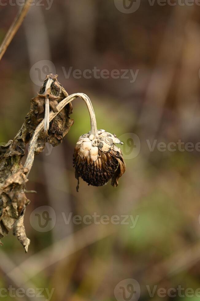 a dead flower with a dead plant in the background photo