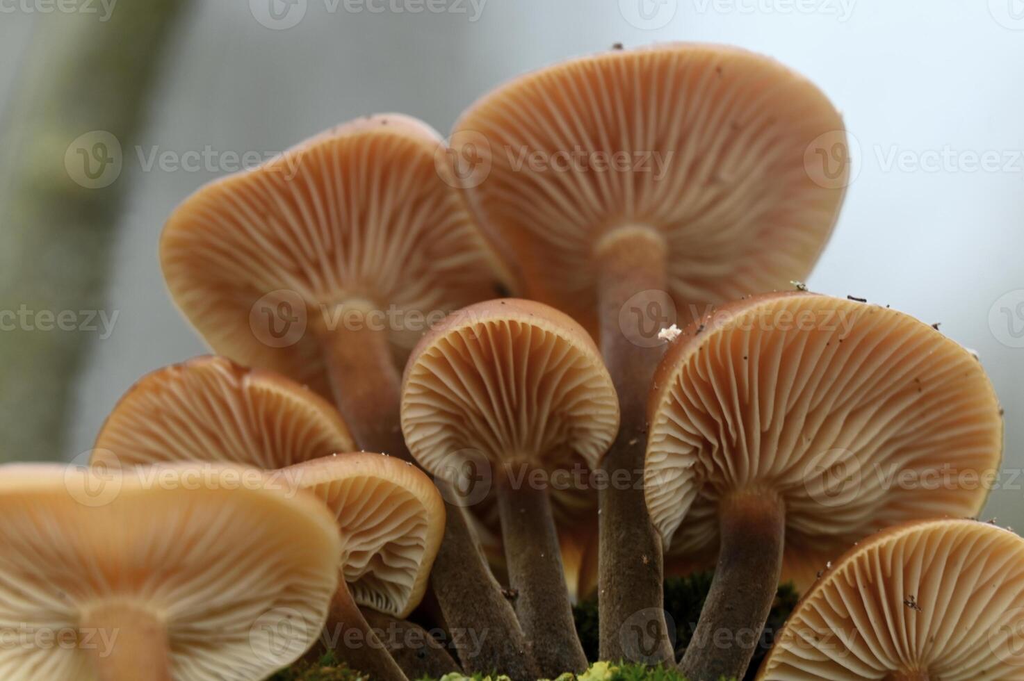 a group of mushrooms growing on a mossy branch photo