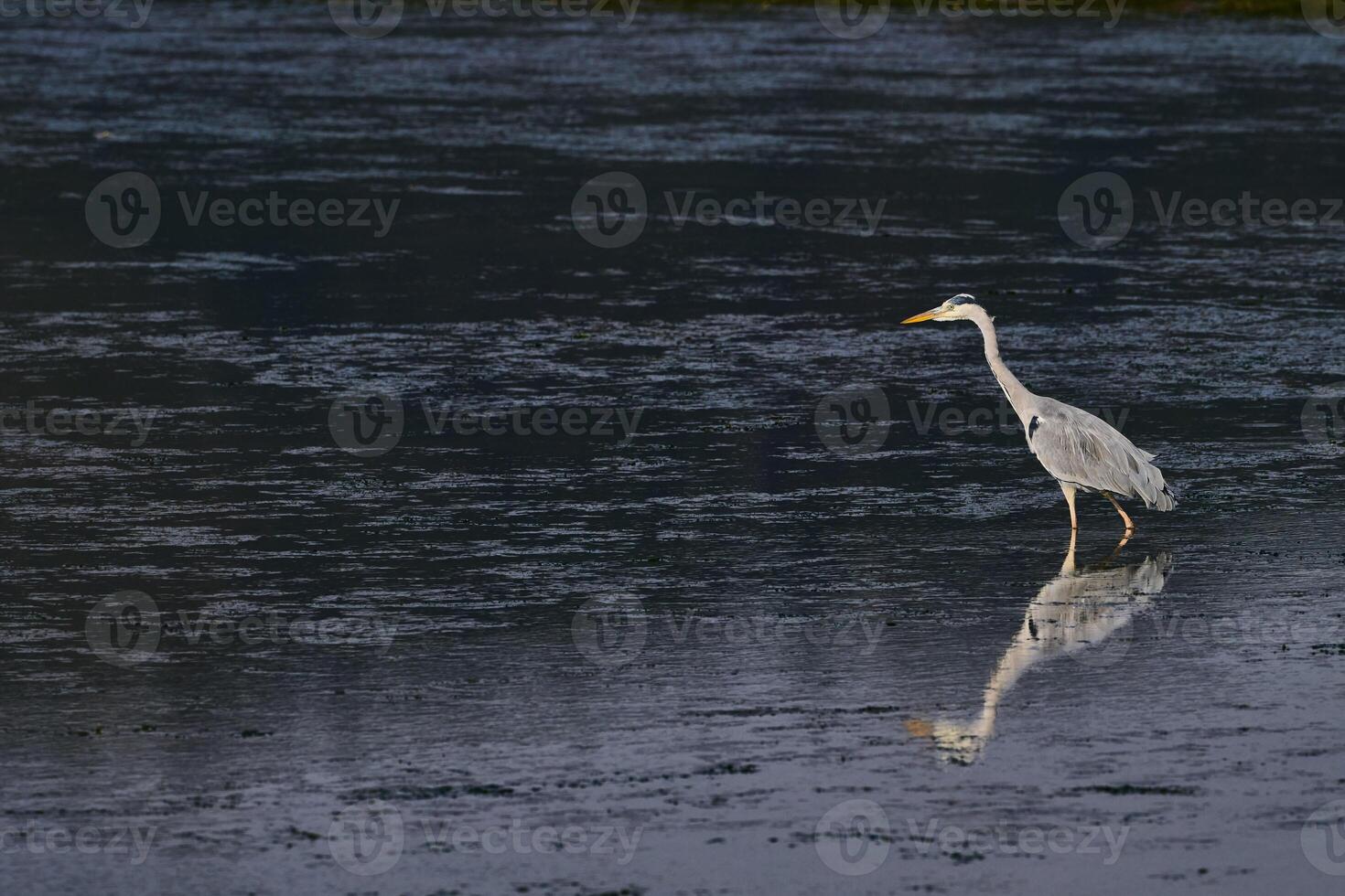 Grey heron, Ardea cinerea, fishing at Victoria and Joyel marshes, Santona, Cantabria, Spain photo