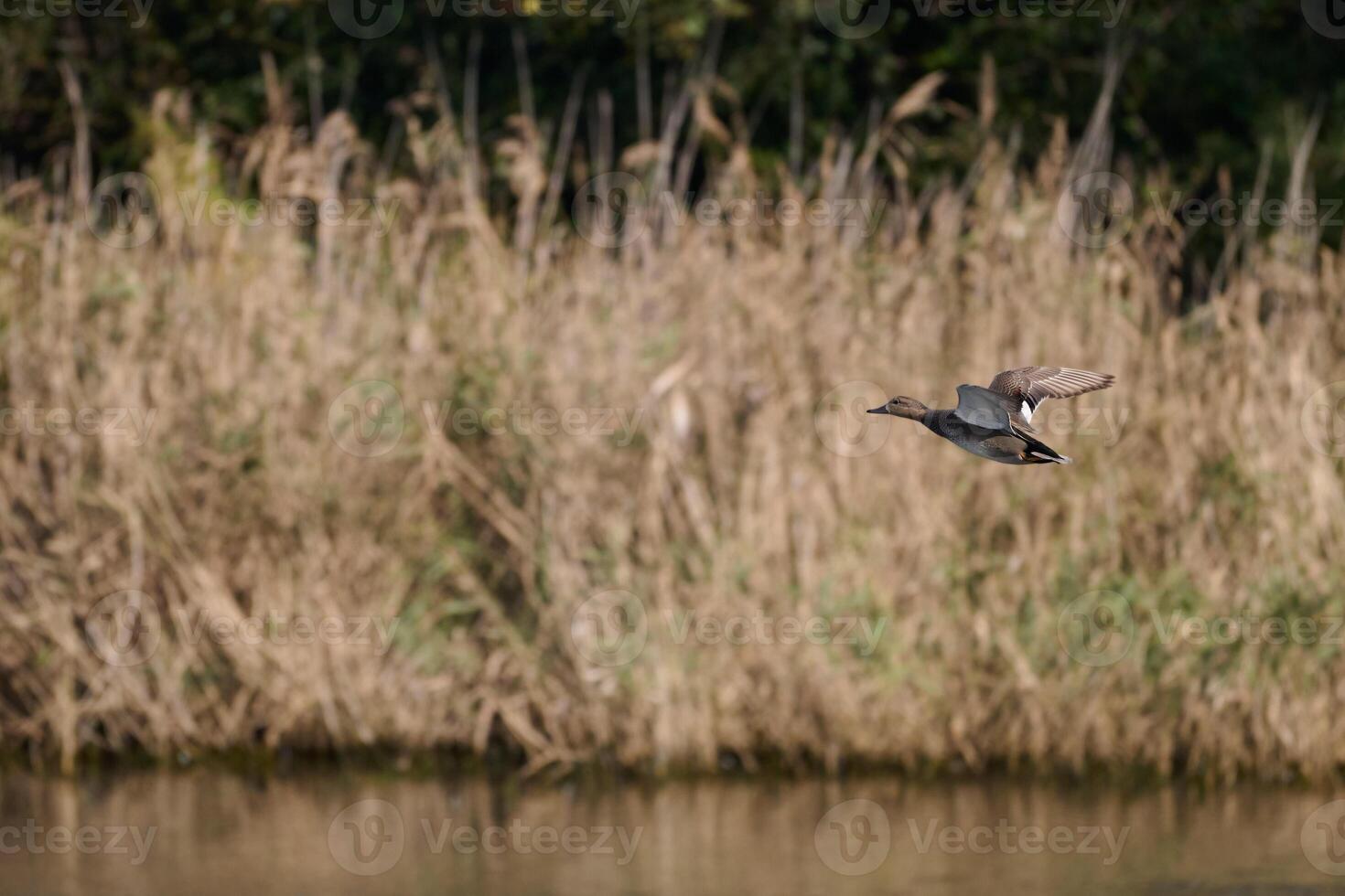 View of a Common Shoveler in flight, Spatula clypeata photo
