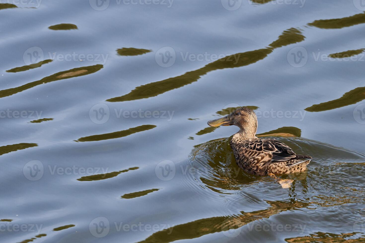 View of a Shoveler duck on the water, Spatula clypeata photo