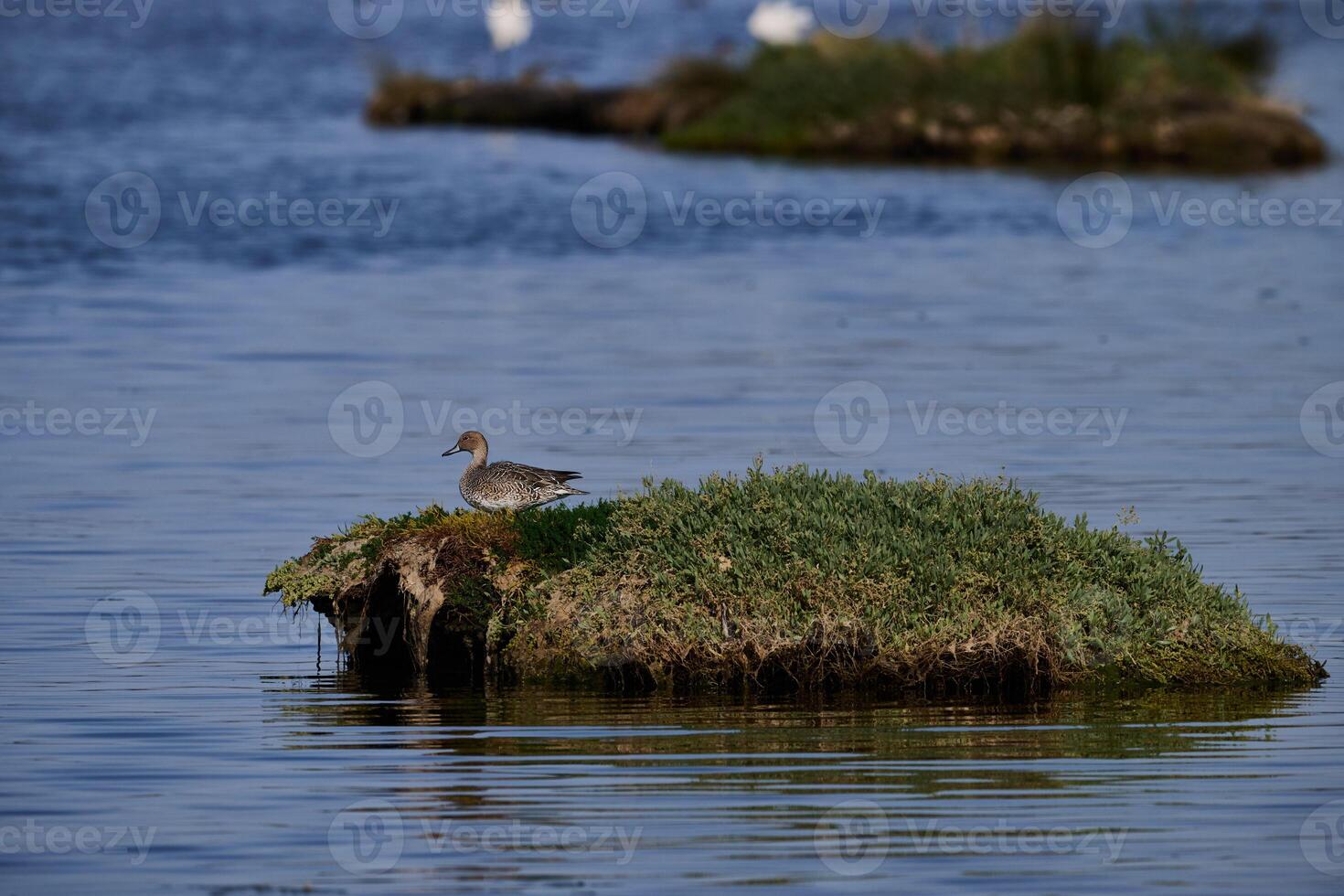 View of a Shoveler duck, Spatula clypeata photo
