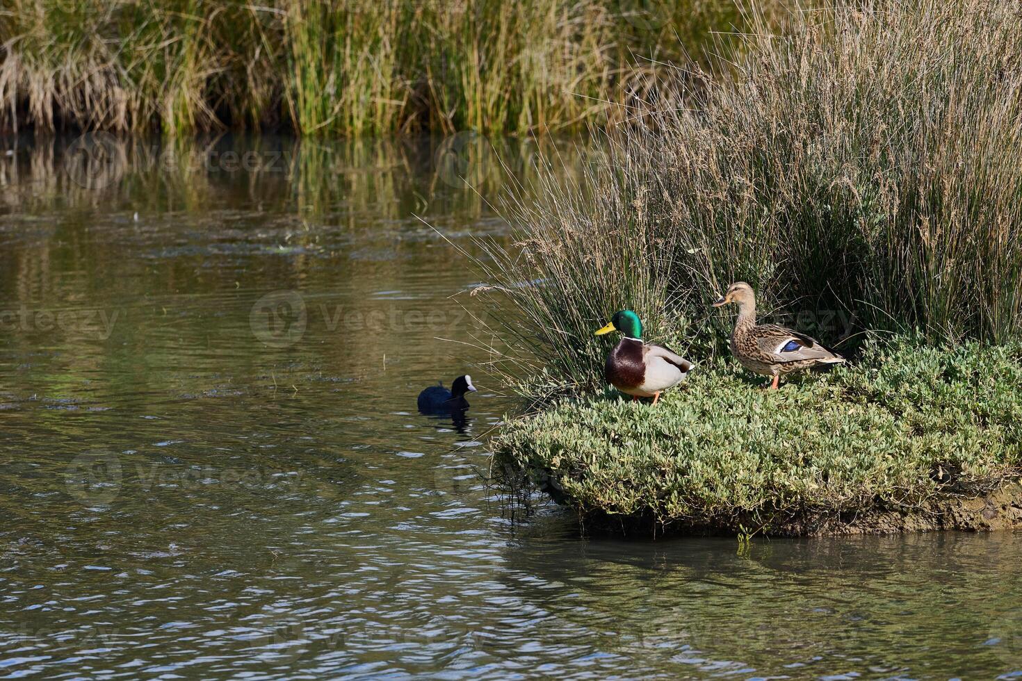 Pair of ducks in the marshes of Victoria and Joyel, Cantabria photo