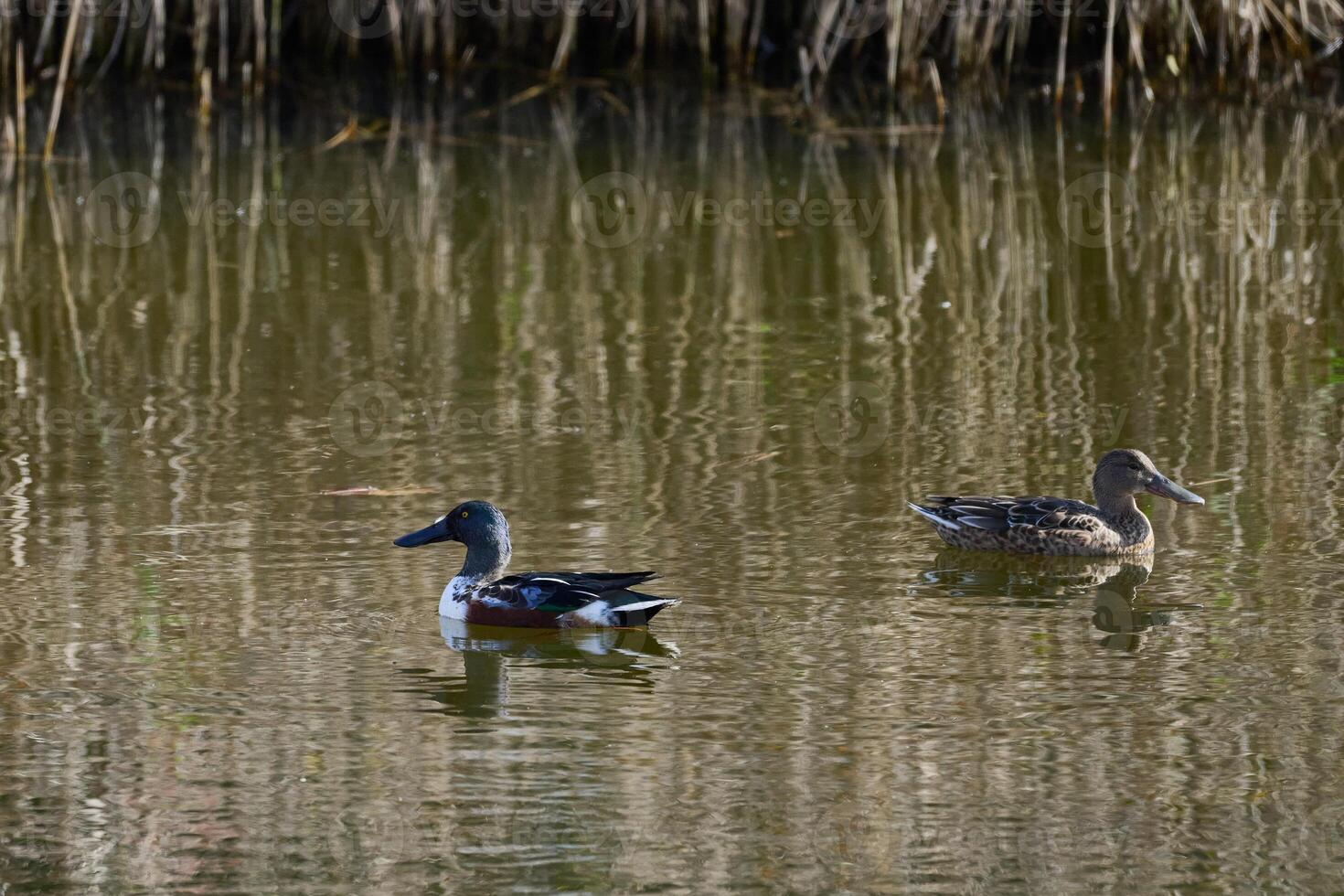 View of a Shoveler duck on the water, Spatula clypeata photo