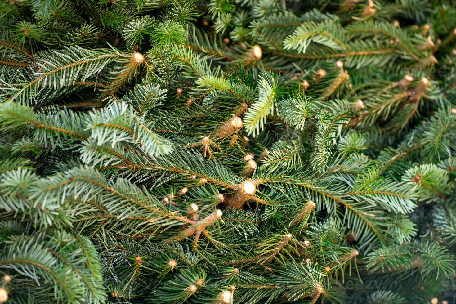 View of cut spruce branches stacked. A large pile of cut green spruce branches photo