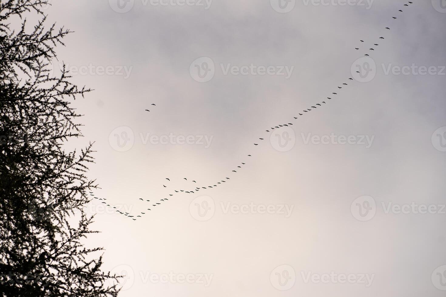 A large group of wedge-shaped cranes flies away for the winter photo