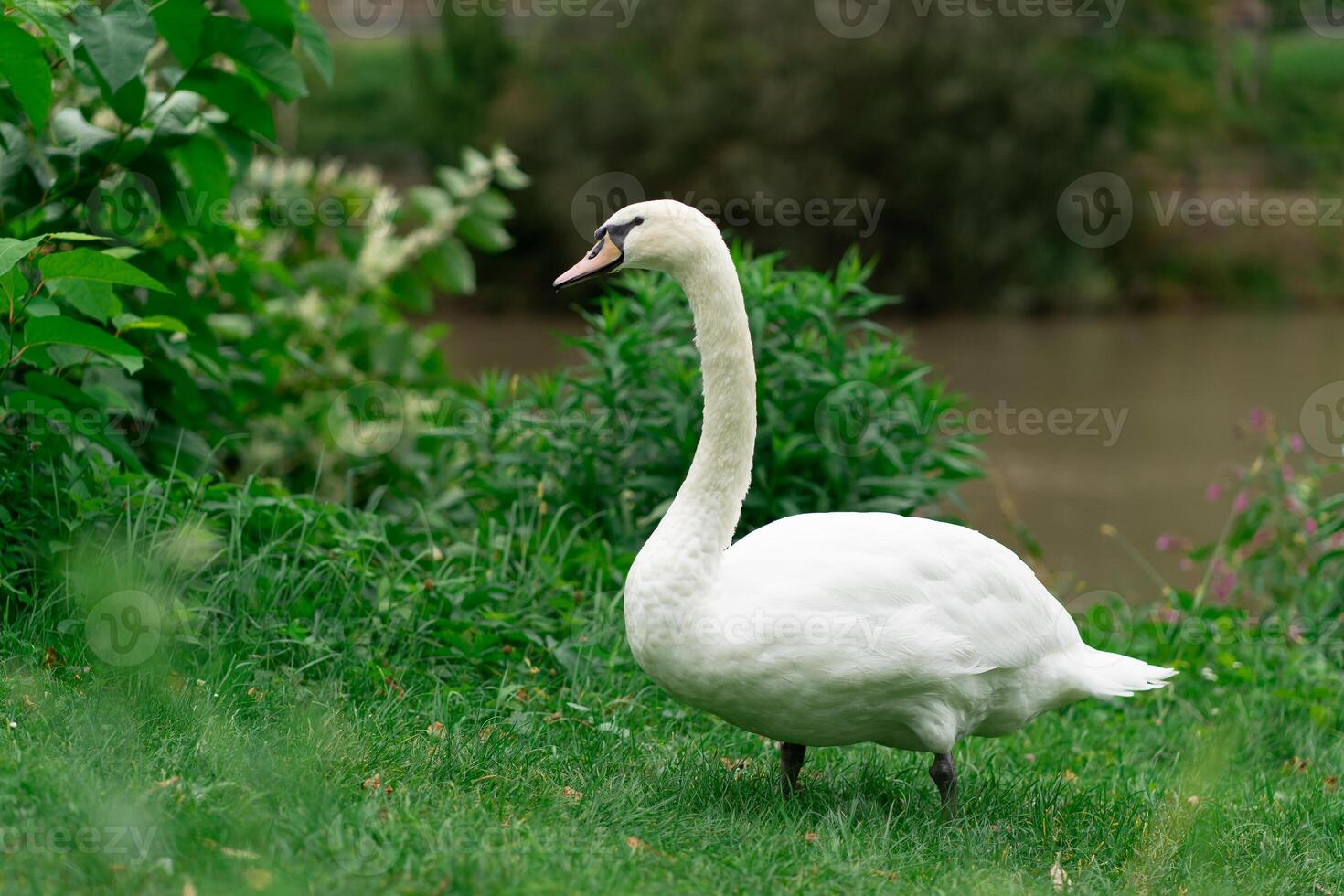 One white swan on green grass near a small river photo