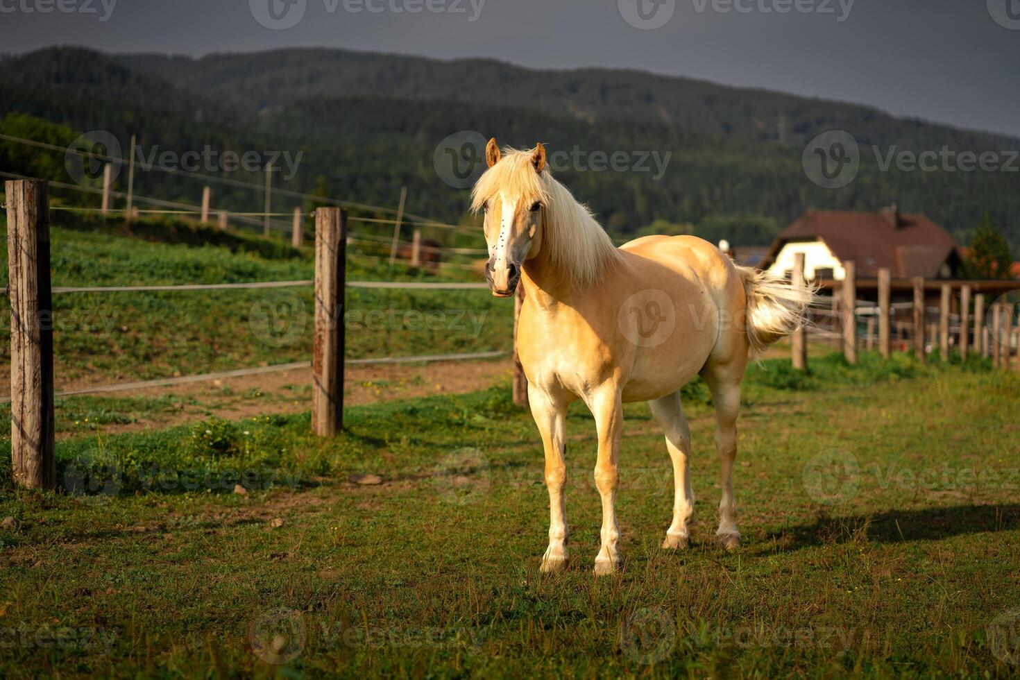 Fawn horse on a farm among the Alpine mountains photo