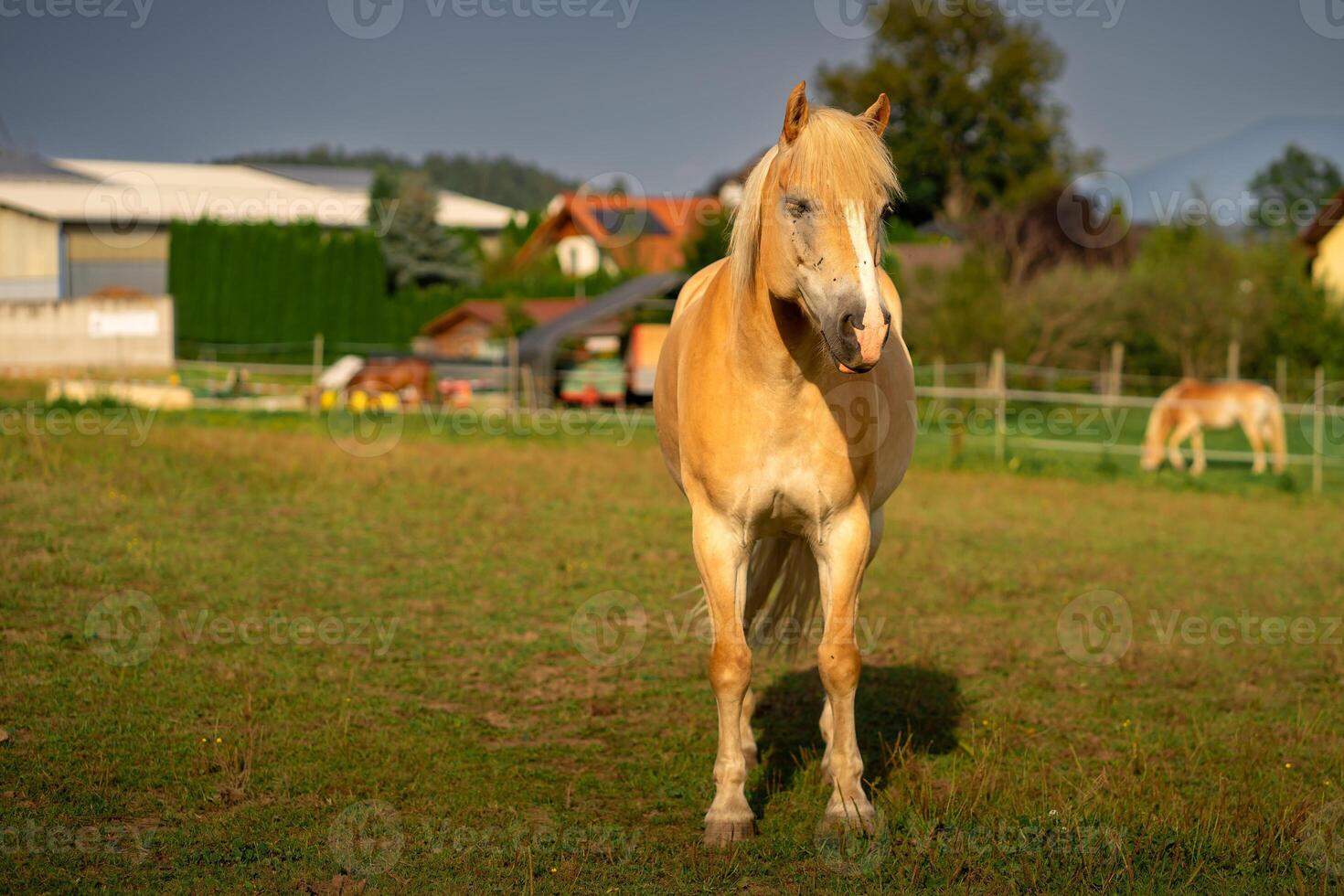 Fawn horse on a farm among the Alpine mountains photo