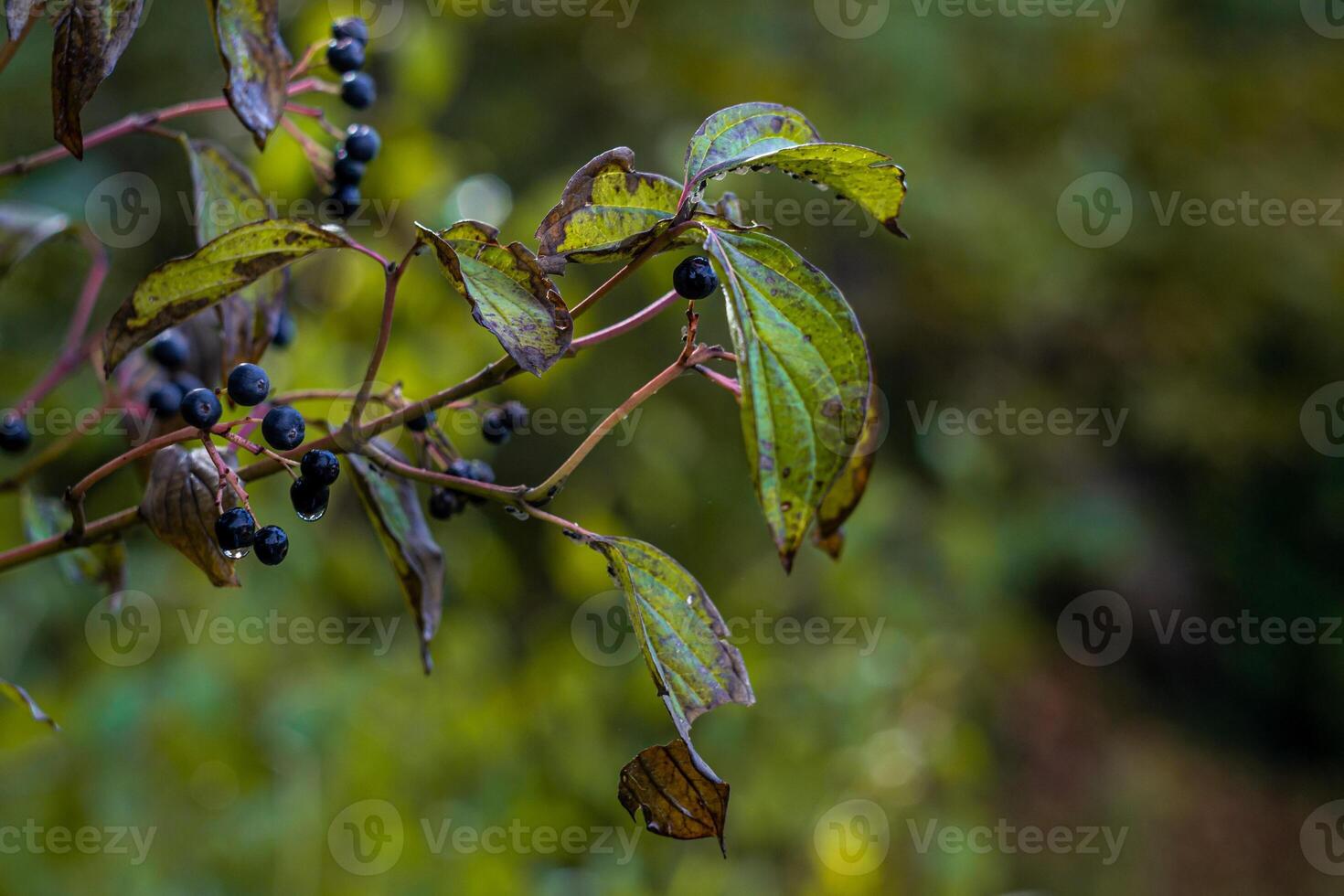 berries of Cornus alternifolia on the branches of a bush in raindrops photo