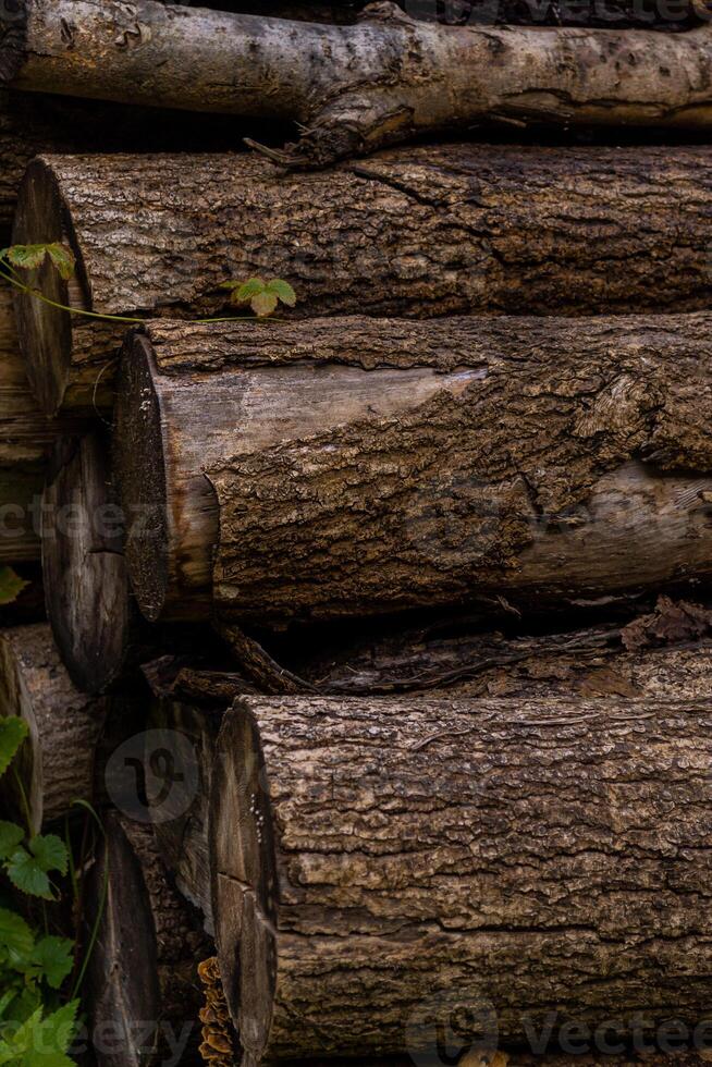 Logs from sawn trees lying by the road in the forest photo