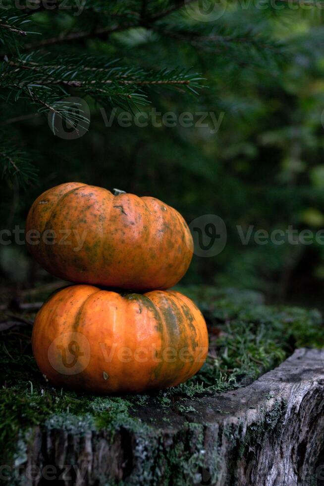 Two small orange pumpkins stand on top of each other on a stump photo