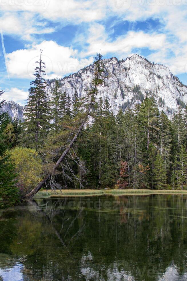 Leaning spruce over against the backdrop of the Alpine mountains photo