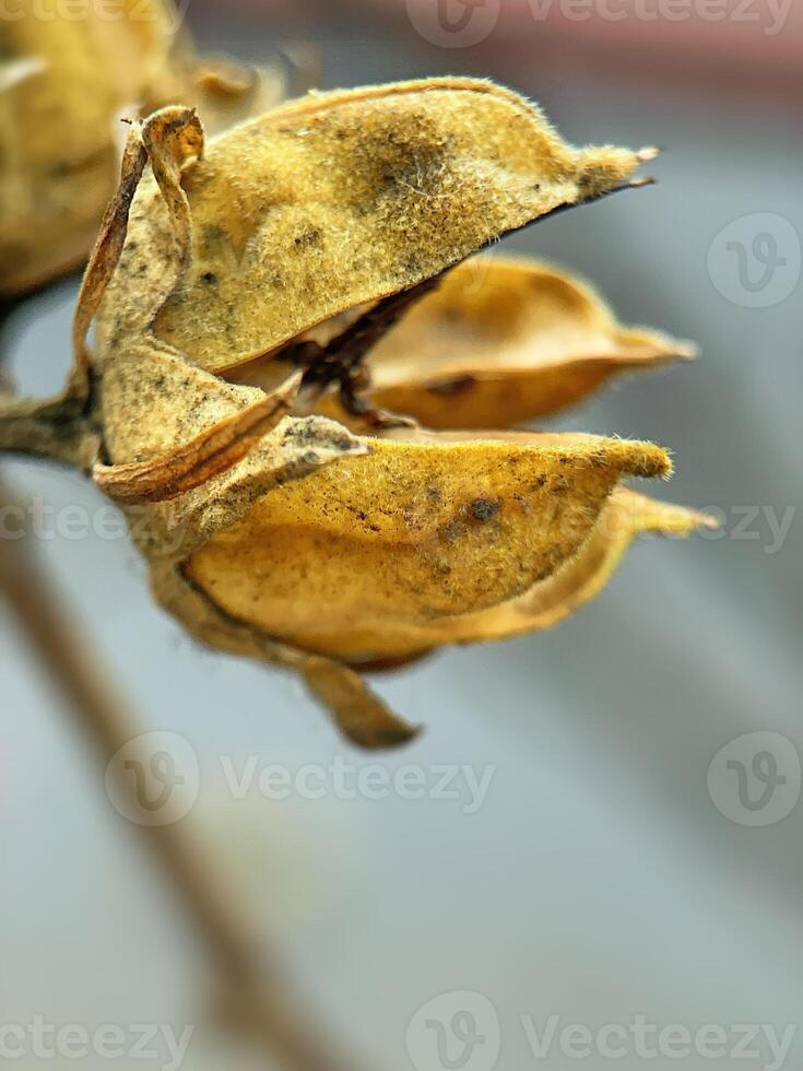 macro shot of an open Hibiscus seed pod on a bush branch photo