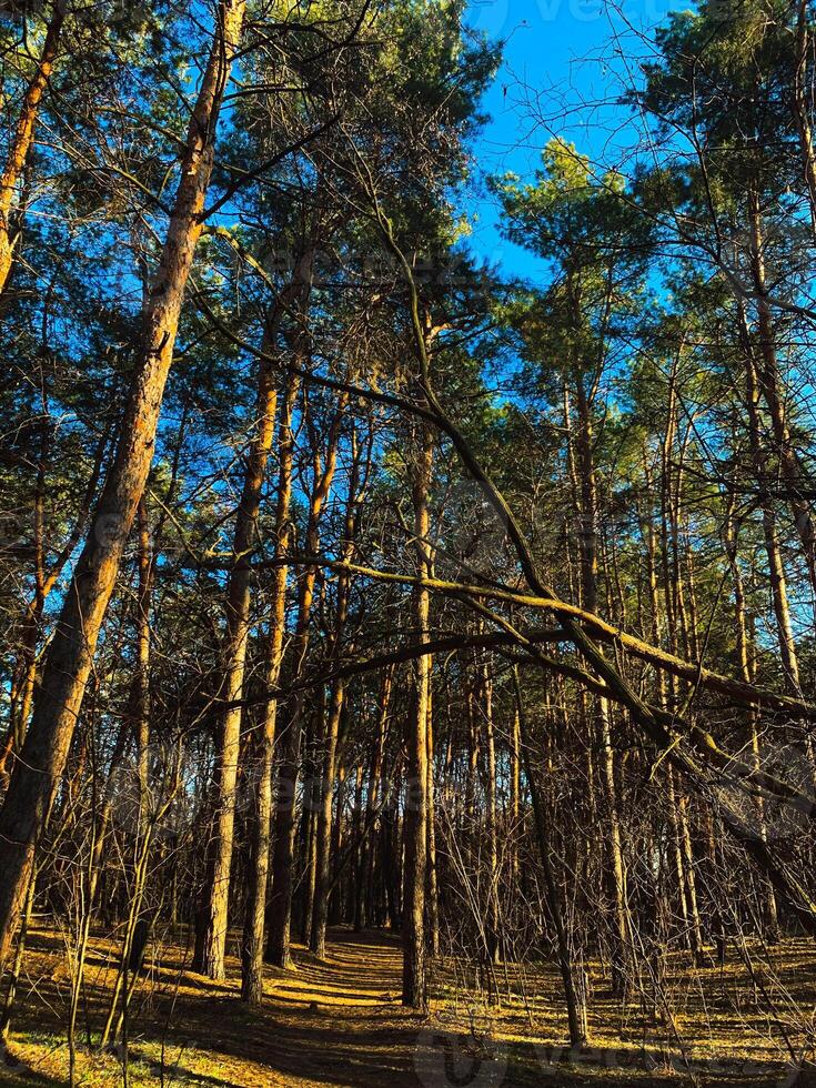 Pines in the Ukrainian forest in the rays of light, mobile photo