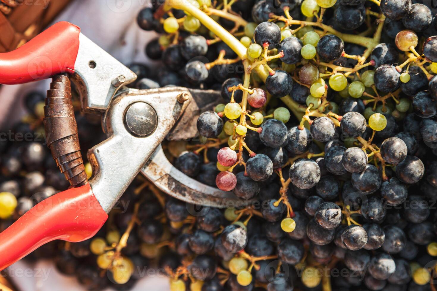 close up of bunches of gathered black grapes in a wicker basket photo