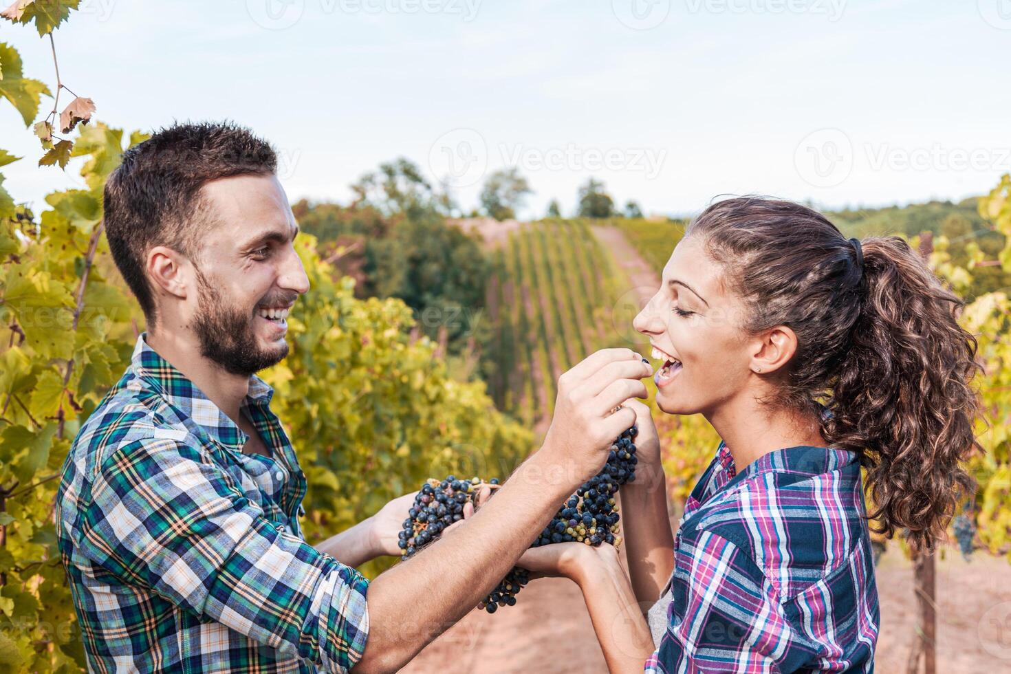 couple of young winemakers picking bunches of grapes in the vineyard photo