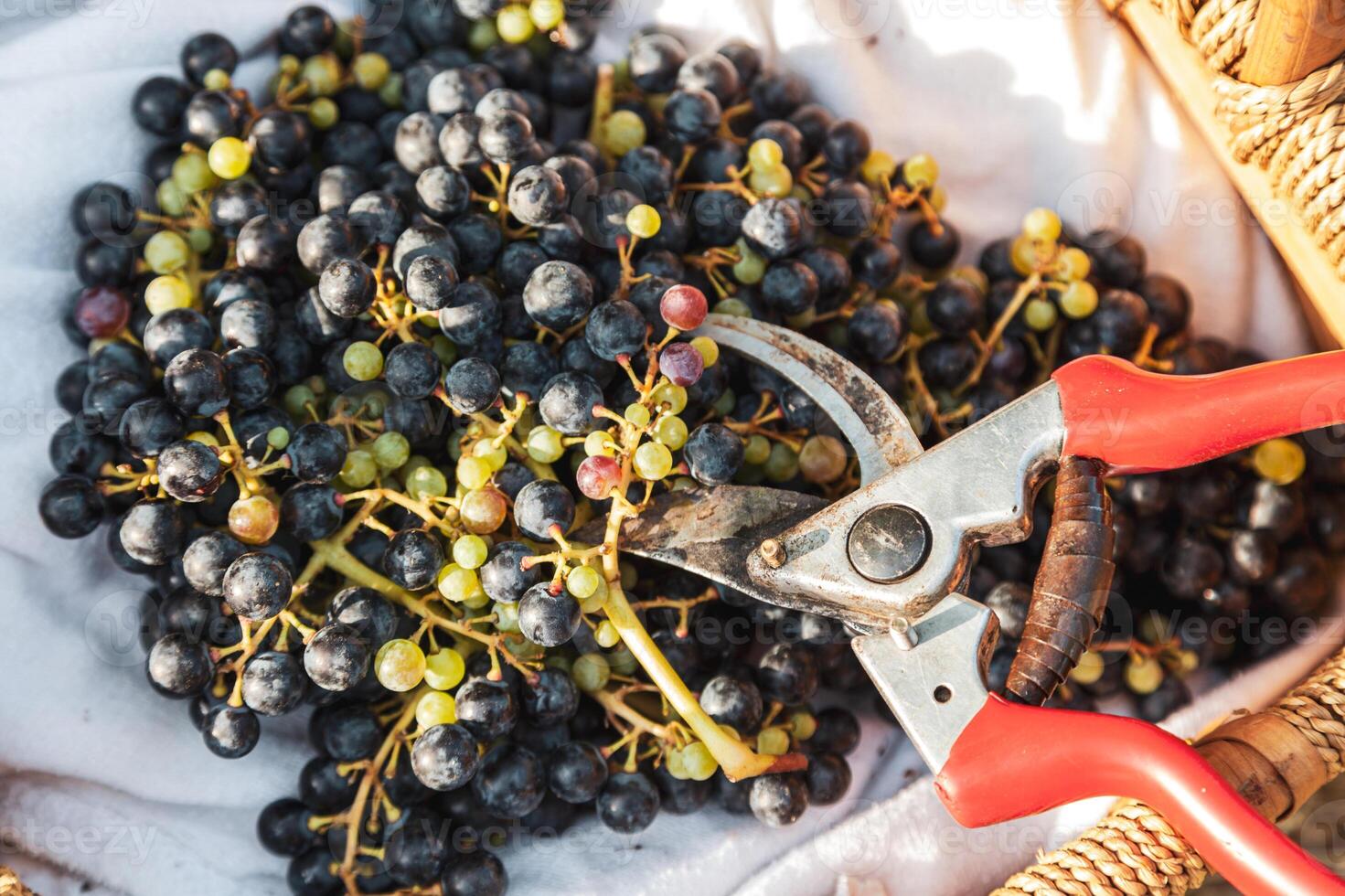 close up of bunches of gathered black grapes in a wicker basket photo