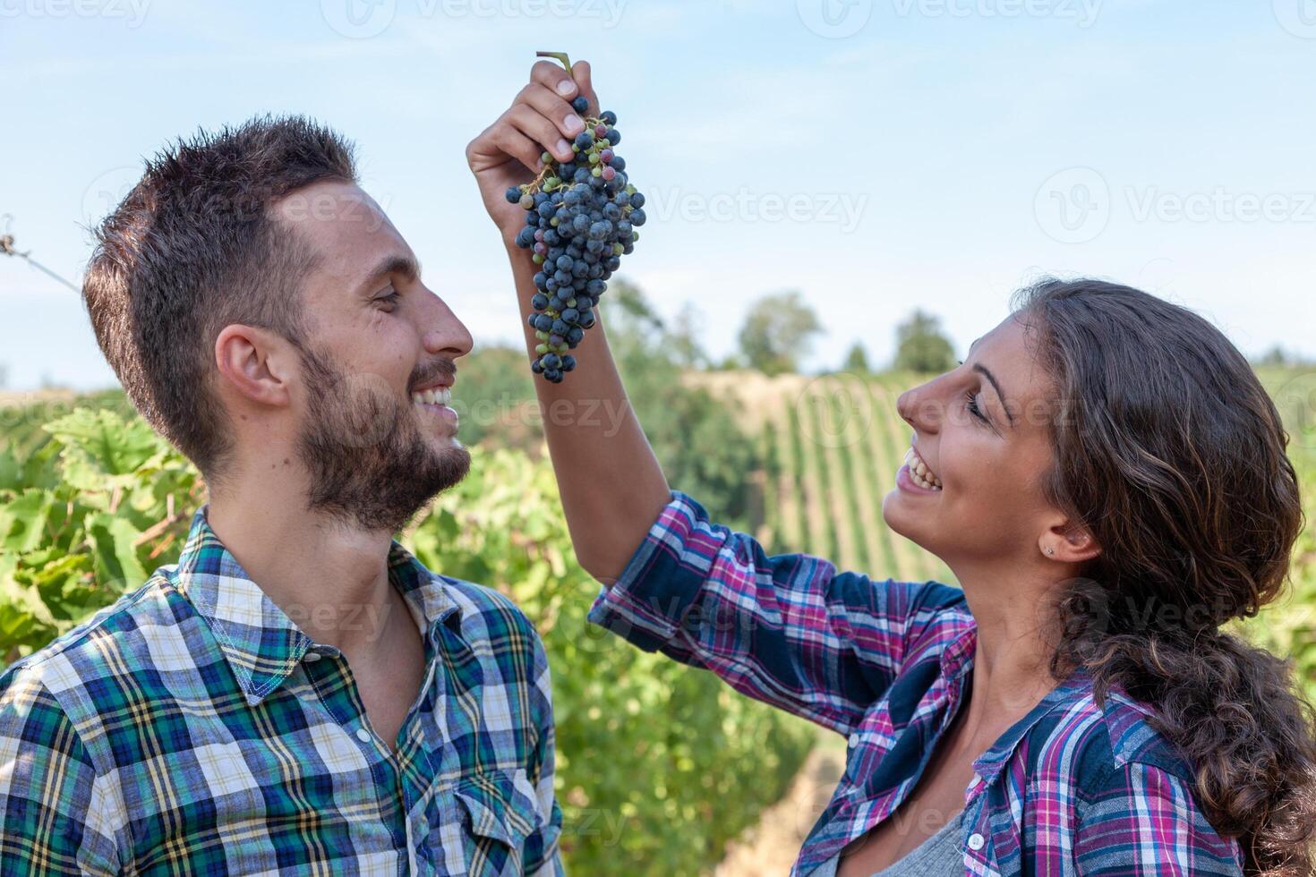 couple of young winemakers picking bunches of grapes in the vineyard photo
