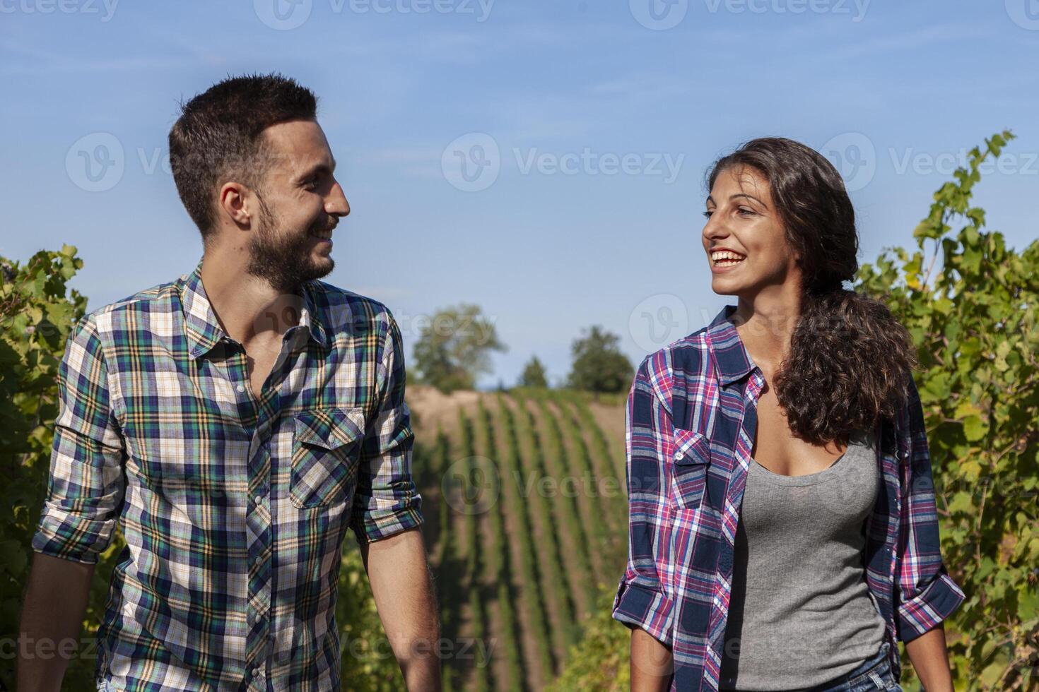 couple of young winemakers picking bunches of grapes in the vineyard in autumn photo