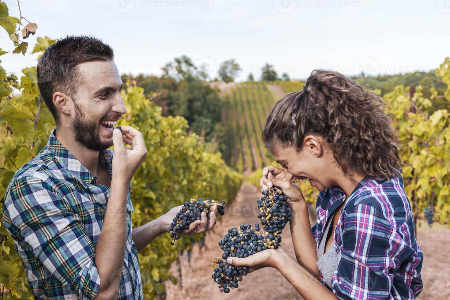 couple of young winemakers having fun picking and eating bunches of grapes in the vineyard in autumn photo