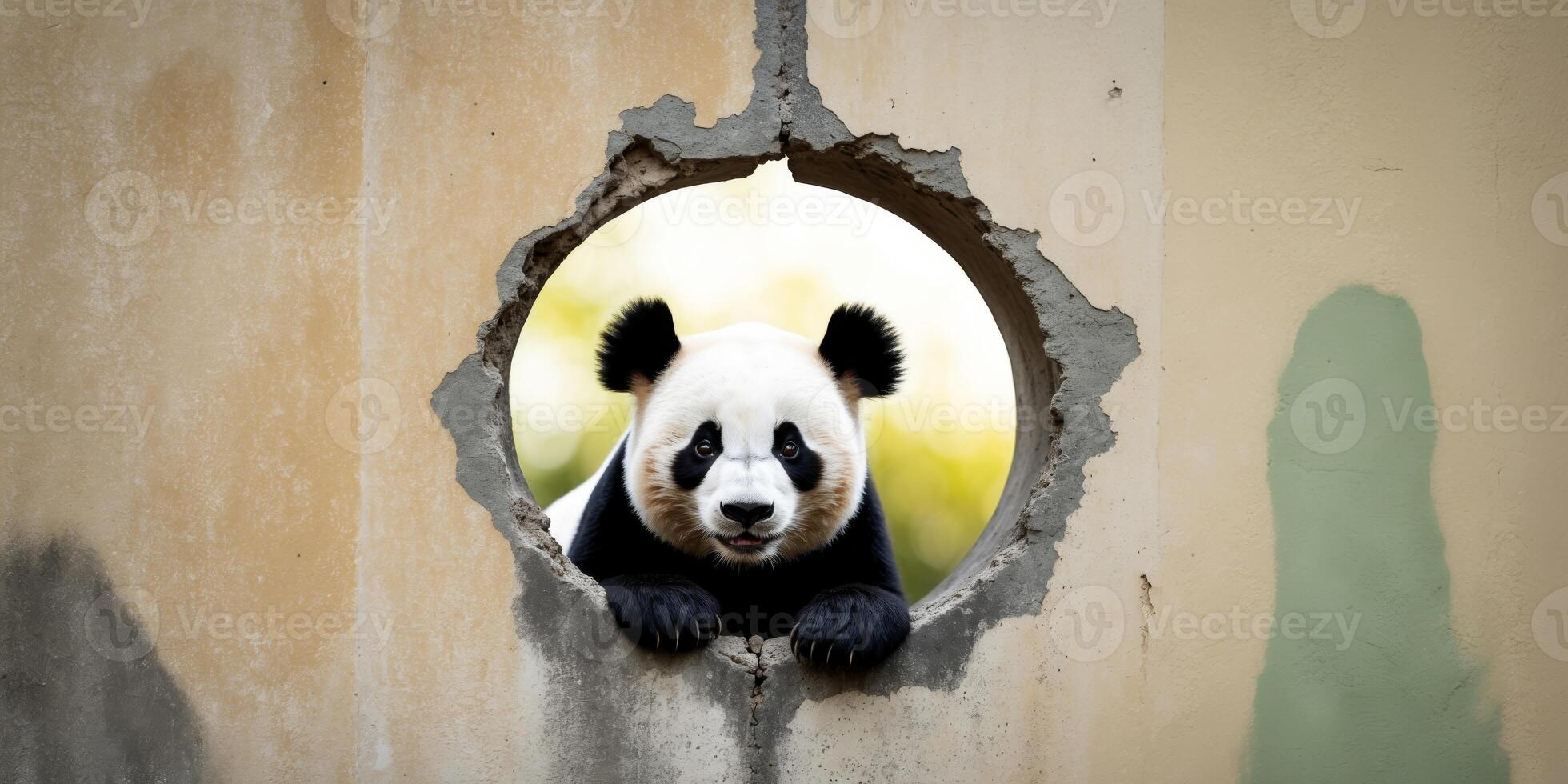 A panda bear peeking out of a hole in a wall photo