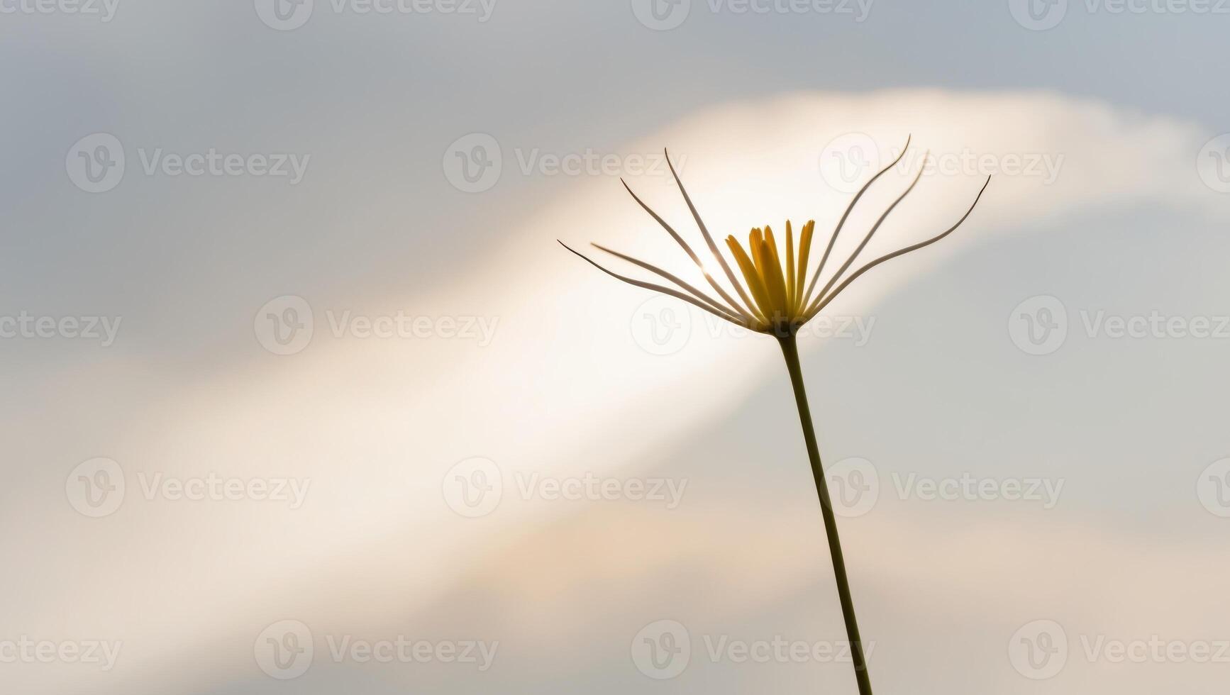 a flower before a cloudy sky with the sun piercing through the clouds. photo