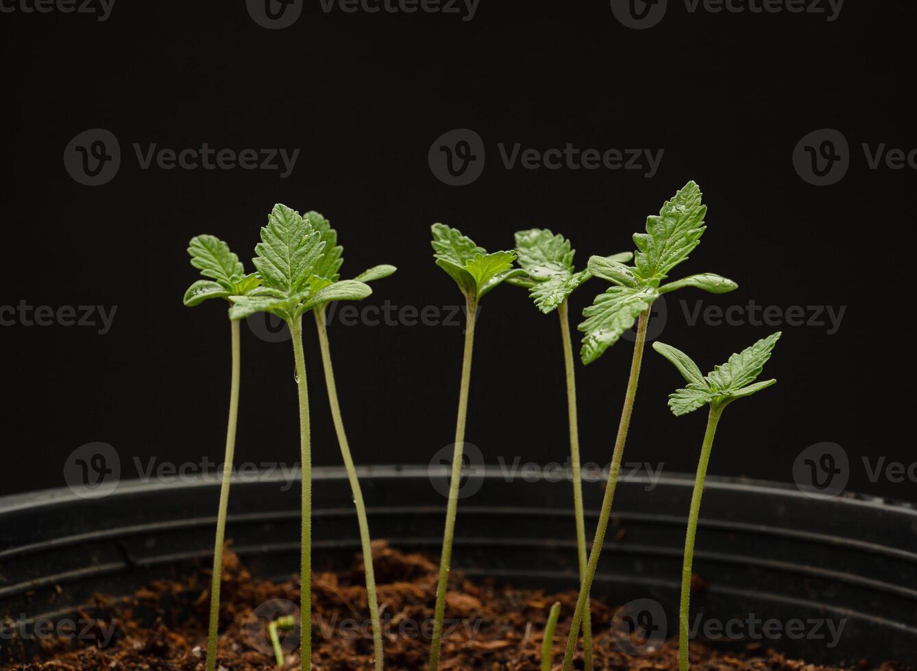 Cannabis seedling in a potted against a black background photo