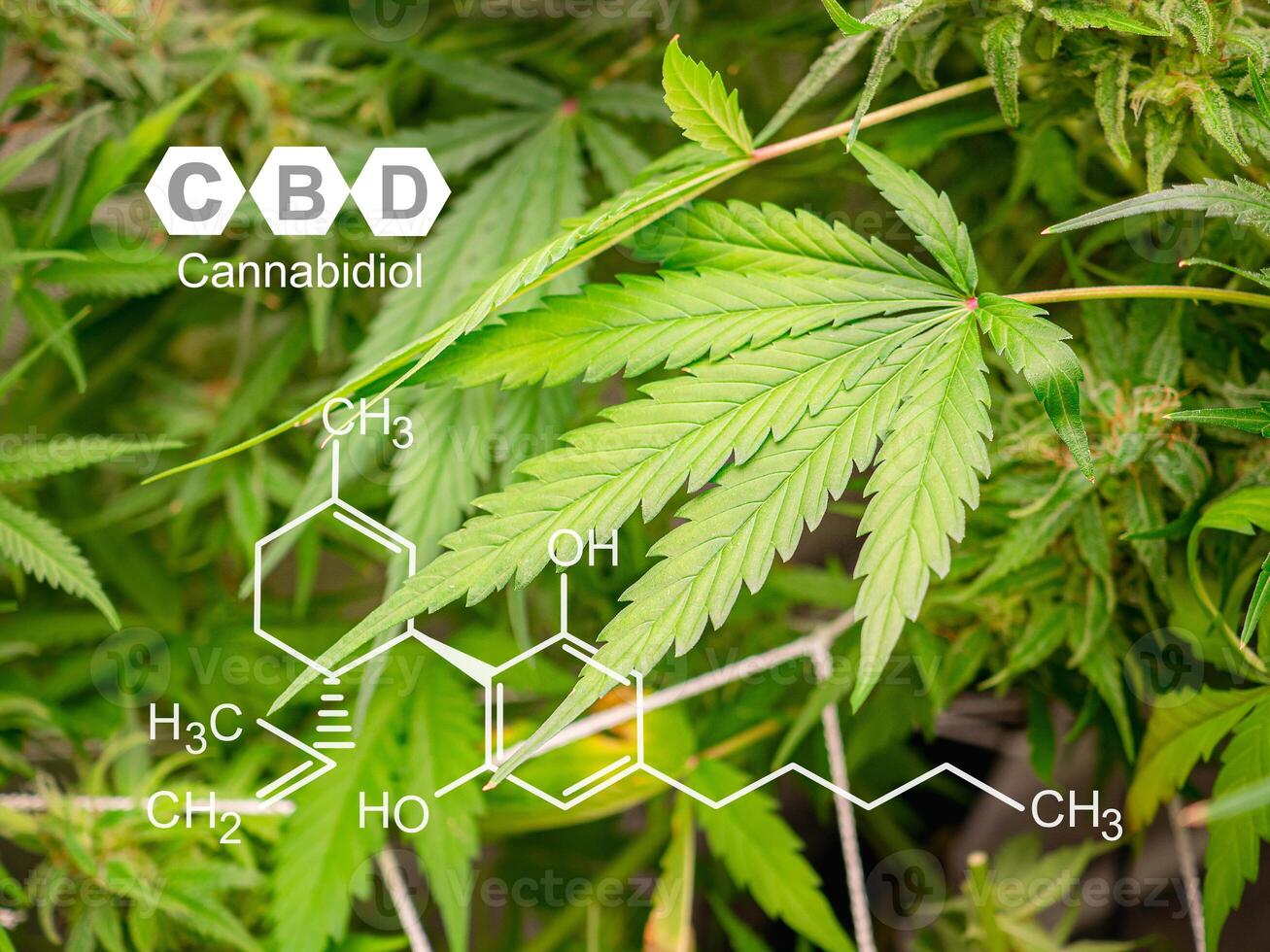 Organic cannabis on the farm. Image with the formula CBD . photo