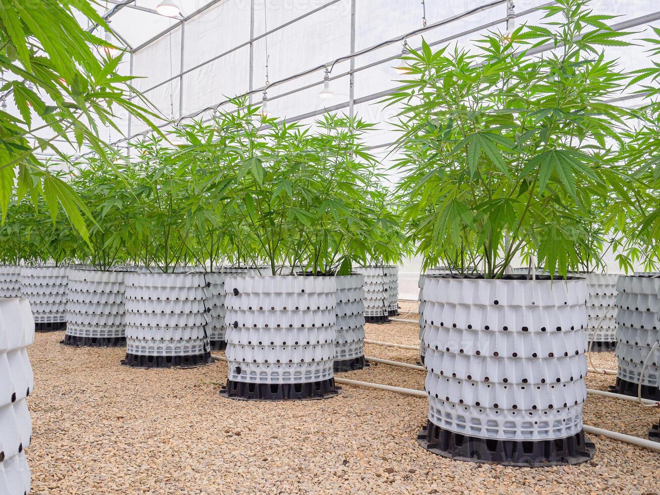 Commercial cannabis business. Large indoor marijuana commercial growing operation in the greenhouse photo