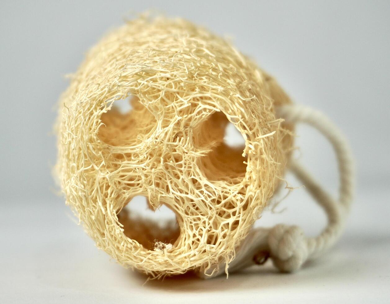 Loofah or dried luffa vegetable plant for eco friendly scrub object from front view isolated on horizontal white background. photo