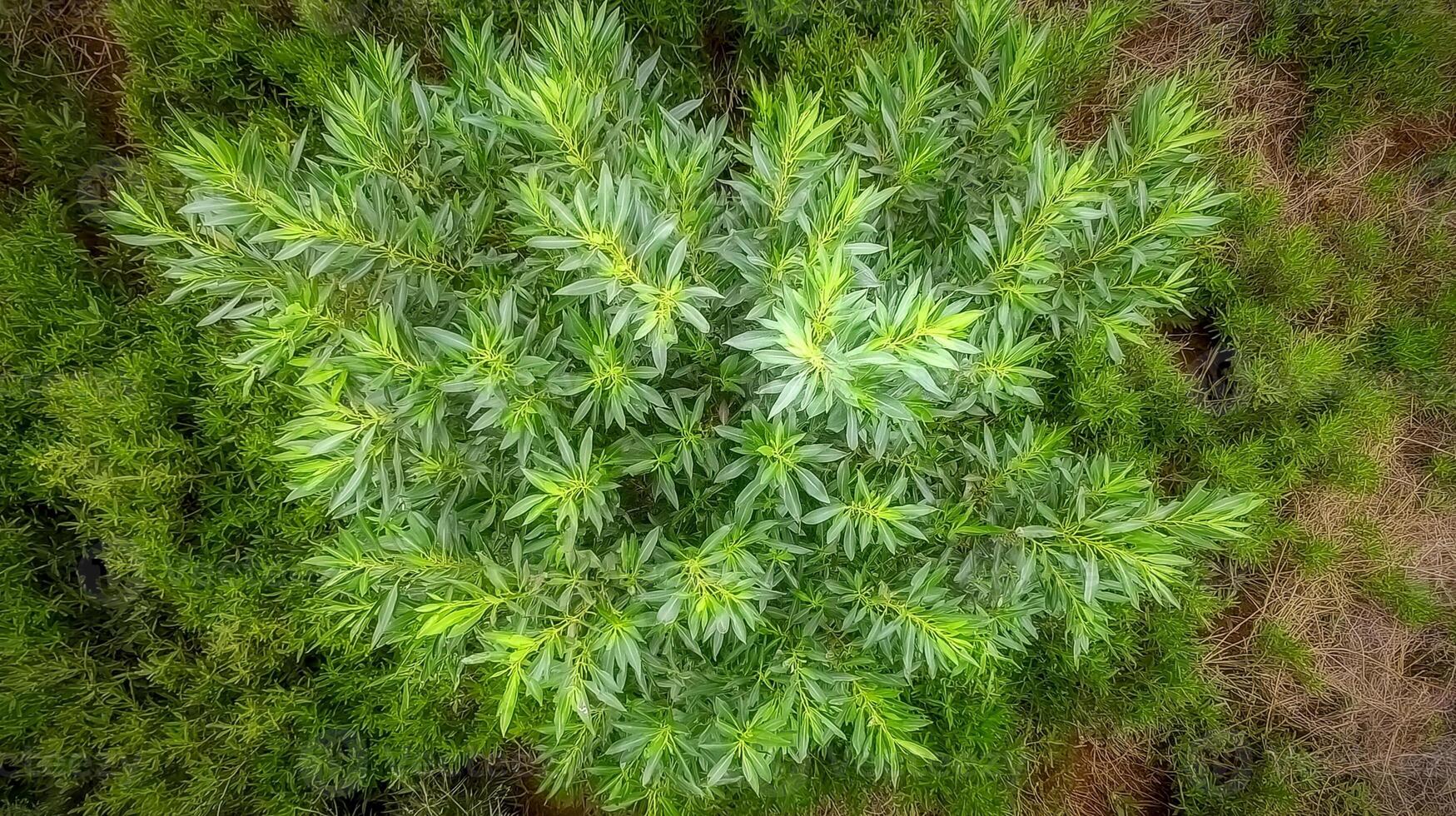 An aerial view of a green plant in the middle of a forest photo