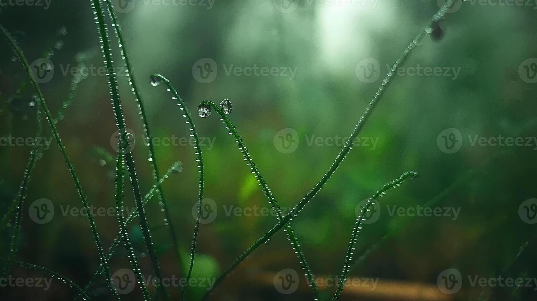 Green grass with dew drops on it photo