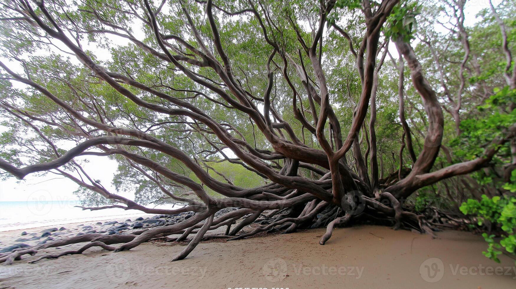 A large tree on the beach with sand and water photo