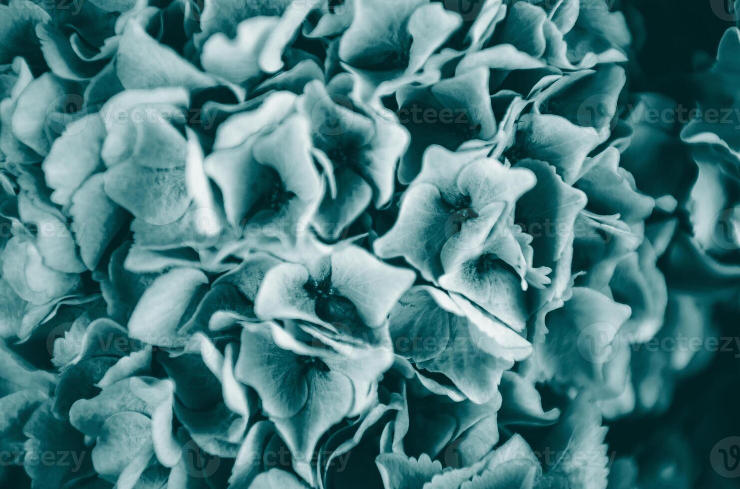 Hydrangea flowers background dark teal monochrome photo