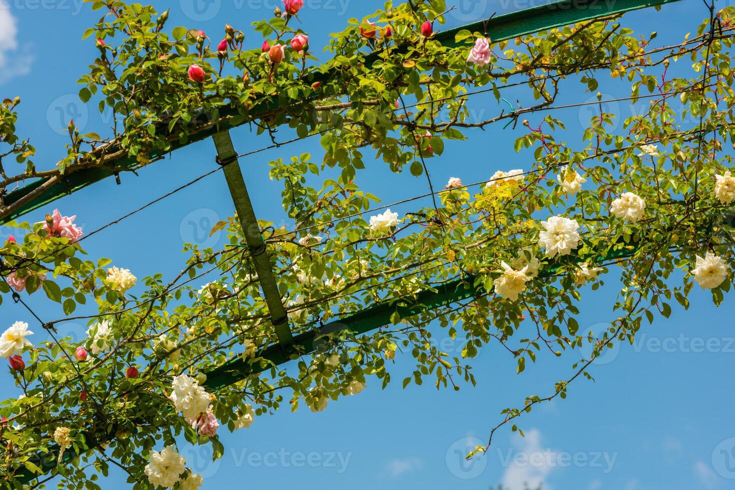 Bush of beautiful roses in a garden photo