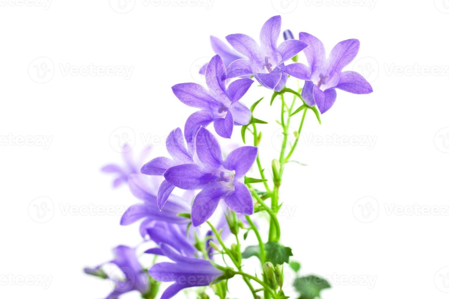 campanula flowers isolated photo