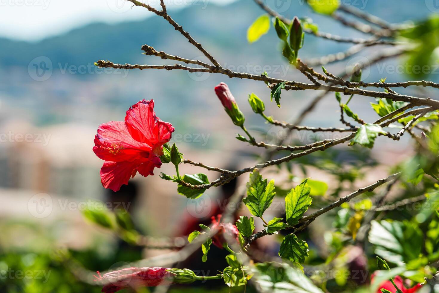 Red Hibiscus flower on a tree photo