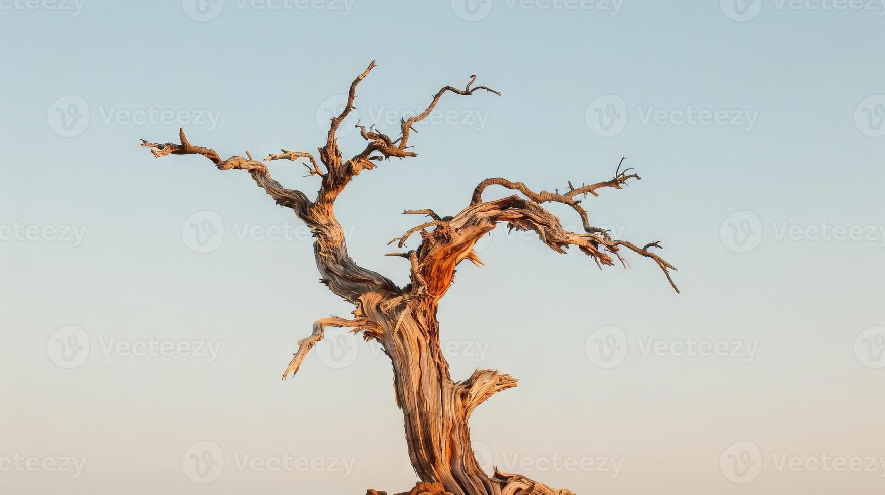 Ancient weathered tree standing solitary in a vast desert landscape. Concept of resilience, nature's beauty, time's passage photo