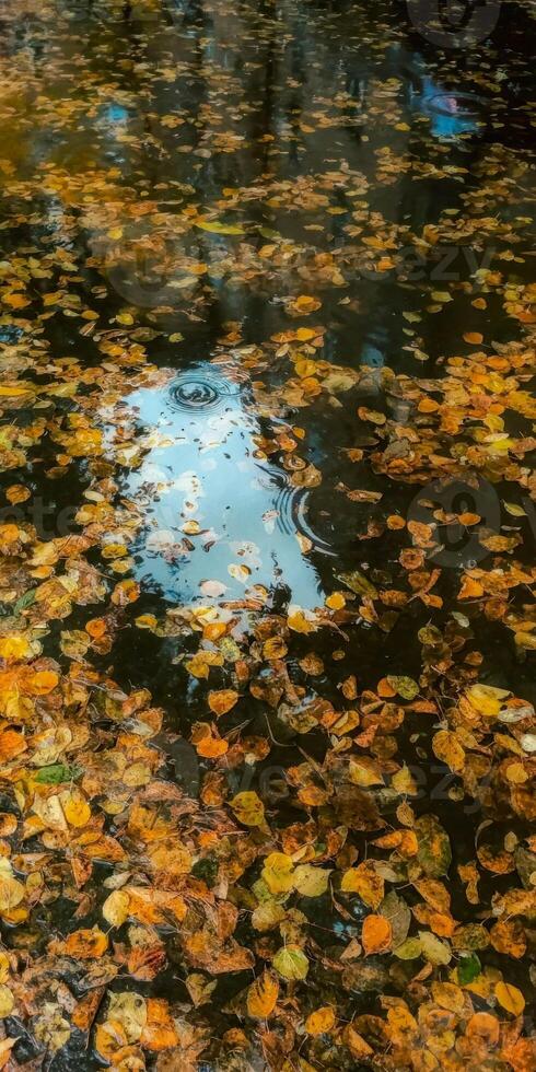 Autumn Leaves Floating on a Reflective Pond Surface Capturing the Essence of Fall Serenity, Natural Beauty, Tranquility. Vertical photo