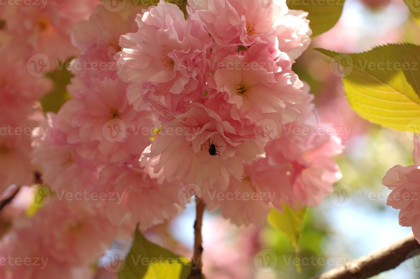 Pink Cherry Blossoms in Full Bloom with a Bee in a Sunlit Garden, Concept of Springtime Beauty, Nature's Harmony, Pollination, renewal, floral elegance, and natural serenity. Sakura photo